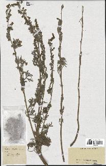 spécimen de Artemisia sp.