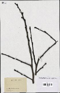spécimen de indet.
