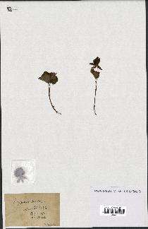 spécimen de Rubus sp.