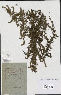 spécimen de Artemisia sp.