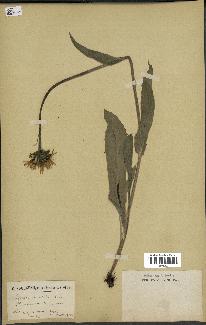spécimen de Hieracium montanum