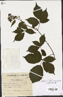 spécimen de Rubus procerus