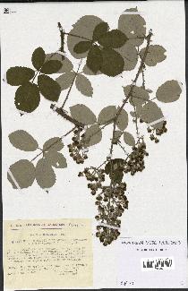 spécimen de Rubus thyrsanthus