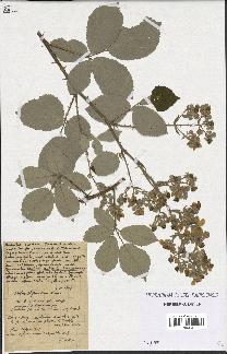 spécimen de Rubus thyrsanthus