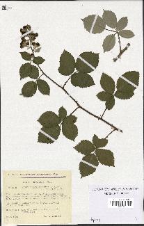 spécimen de Rubus cuspidifer