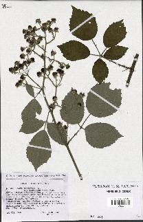 spécimen de Rubus pubescens