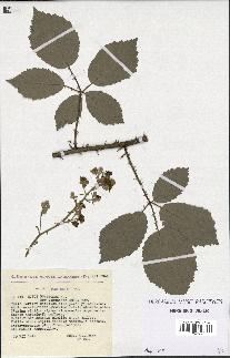 spécimen de Rubus pubescens