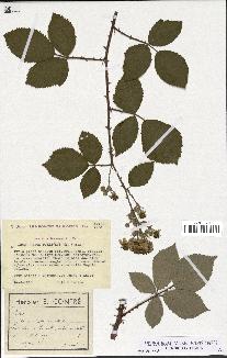 spécimen de Rubus pubescens