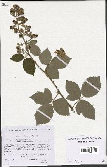 spécimen de Rubus pubescens