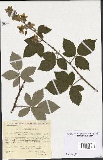 spécimen de Rubus pubescens