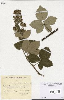 spécimen de Rubus chnoophyllus