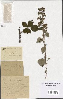 spécimen de Rubus vulnerificus