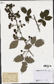 spécimen de Rubus ulmifolius