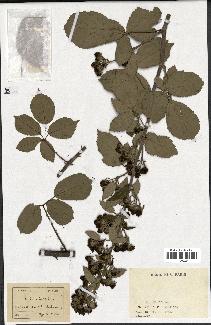 spécimen de Rubus ulmifolius