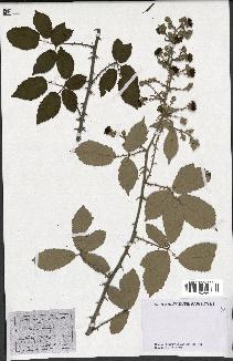 spécimen de Rubus ulmifolius