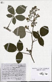 spécimen de Rubus apiculatus