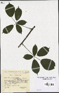 spécimen de Rubus apiculatus