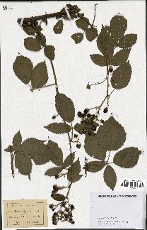 spécimen de Rubus thyrsoideus