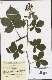 spécimen de Rubus macrostachys