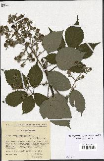 spécimen de Rubus macrostachys