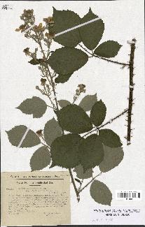 spécimen de Rubus macrostachys