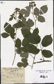 spécimen de Rubus macrostachys