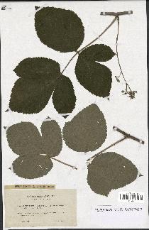 spécimen de Rubus caesius x idaeus