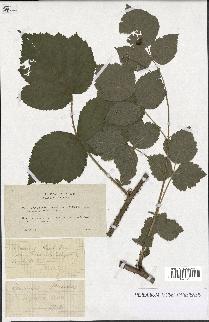 spécimen de Rubus caesius x idaeus