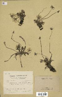 spécimen de Taraxacum megalorrhizon