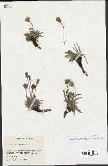 spécimen de Scorzonera pygmaea