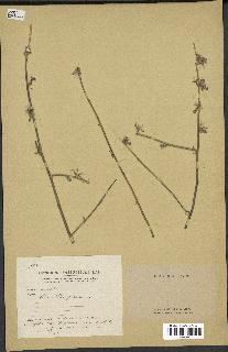 spécimen de Chondrilla juncea