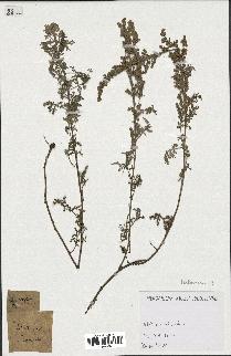 spécimen de Artemisia sp.