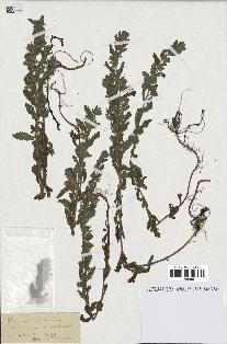 spécimen de Teucrium scordium