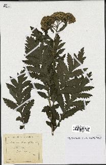 spécimen de Artemisia tanacetifolia