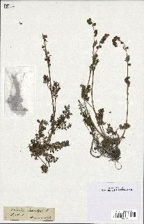 spécimen de Artemisia tanacetifolia