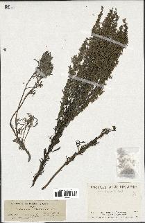 spécimen de Artemisia caerulescens