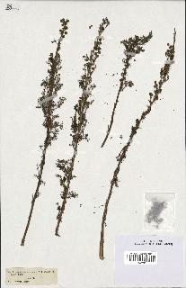 spécimen de Artemisia chamaemelifolia