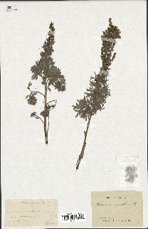 spécimen de Artemisia absinthium