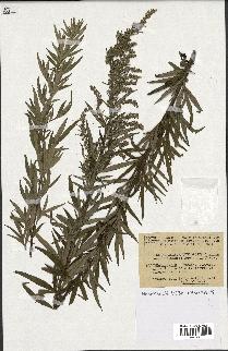 spécimen de Artemisia verlotiorum