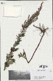 spécimen de Artemisia vulgaris