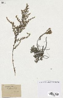 spécimen de Artemisia gallica