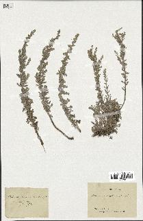 spécimen de Artemisia gallica