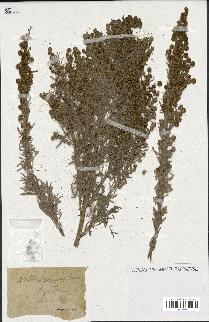 spécimen de Artemisia arborescens