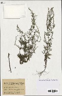 spécimen de Artemisia annua