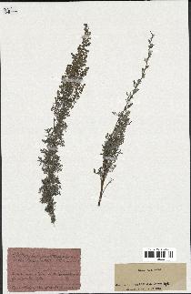 spécimen de Artemisia pontica