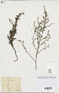 spécimen de Artemisia crithmifolia