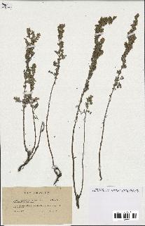 spécimen de Artemisia gallica