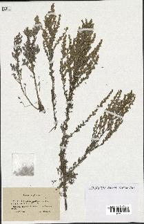 spécimen de Artemisia gallica