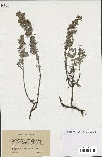 spécimen de Artemisia gallica