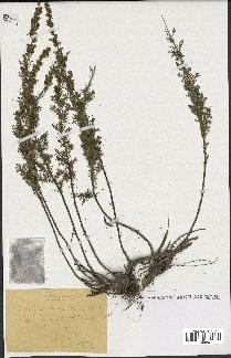 spécimen de Artemisia chamaemelifolia